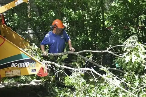 tree services Hatch